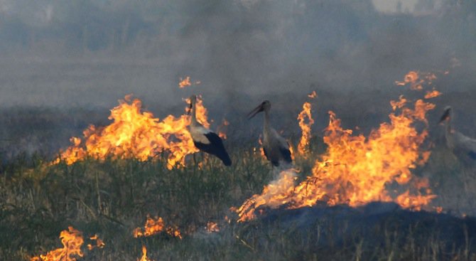 Около 2000 декара гори са изгорели през лятото в Сливенско