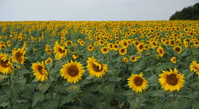 Добивът от слънчоглед в Добричка област е по-висок от миналата стопанска година