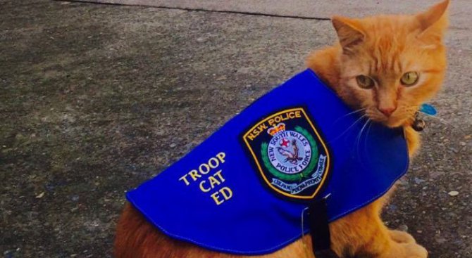 Котка започна работа в полиция (видео)