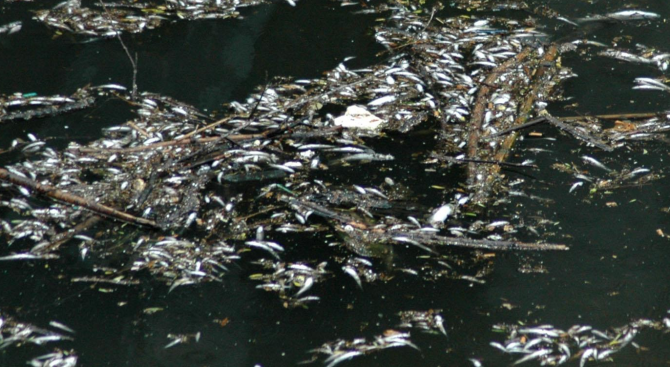 Мъртва риба на брега на Белославското езеро