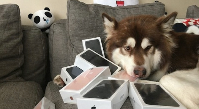 Синът на най-богатия човек в Китай купи осем iPhone 7 за кучето си