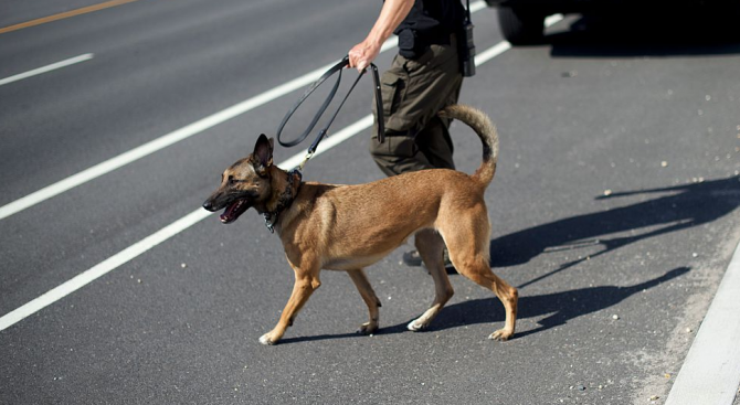 Законопроект предвижда затвор за боеве с кучета в Русия