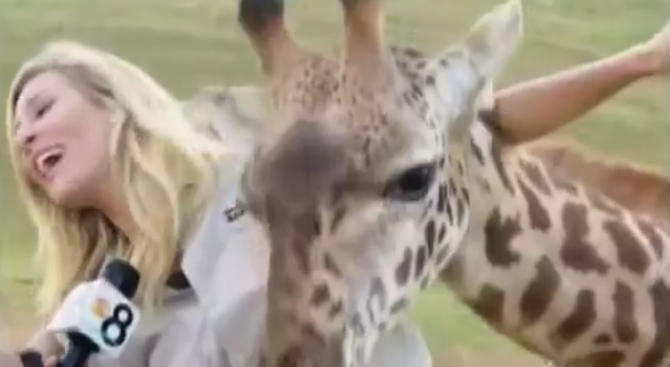 Бебе жираф разцелува репортерка по време на жив ефир (видео)