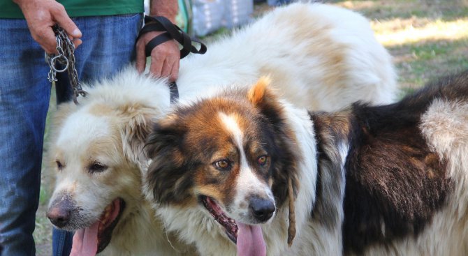 Двама са задържани за обесеното куче в Панагюрско