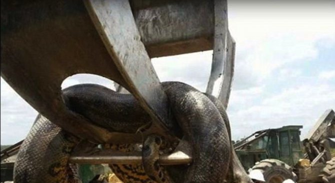 Работници в Китай откриха най-дългата змия в света?