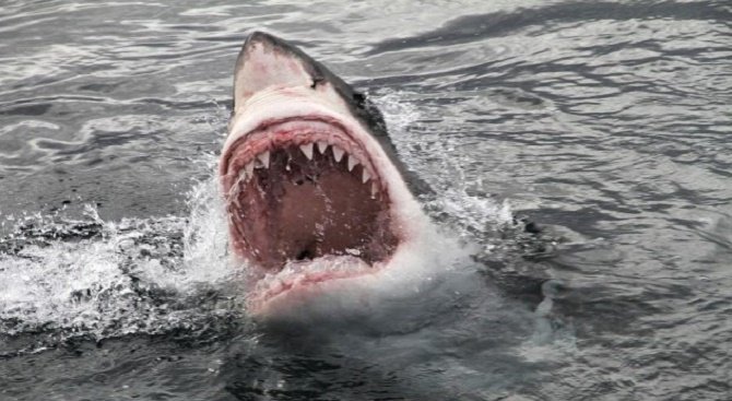 Така изглежда захапката на голямата бяла акула