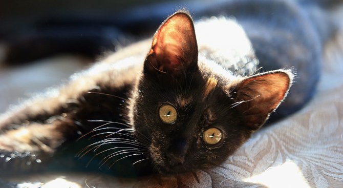 Черният котак Луцифер спасява животи (видео)