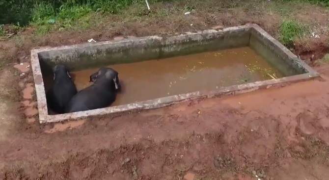 Три слона бяха спасени от резервоар, пълен с вода (видео)