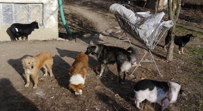 Кучета тормозят жителите на софийското село Железница