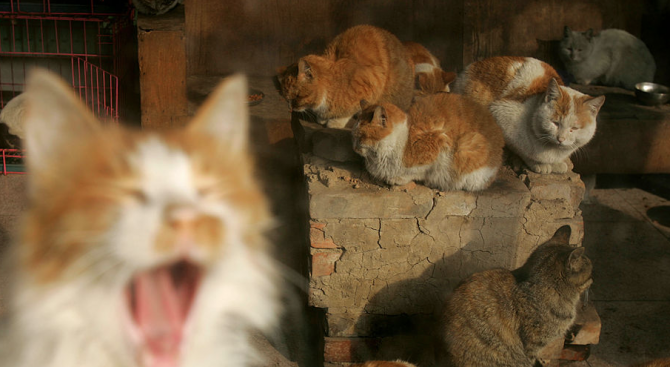 Пловдивски клошар събира котета и ги яде