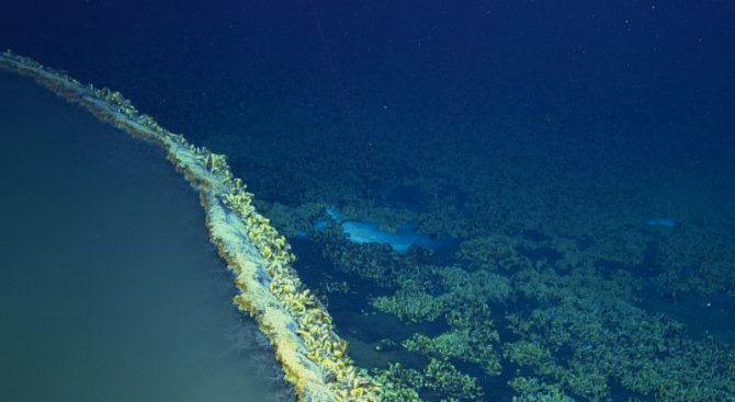Откриха смъртоносно езеро на дъното на Мексиканския залив (видео)