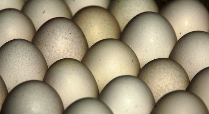 Салмонелата наду цената на яйцата