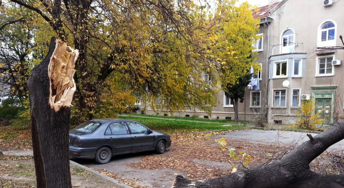 Голямо дърво се сгромоляса на паркинг във Варна (снимки)