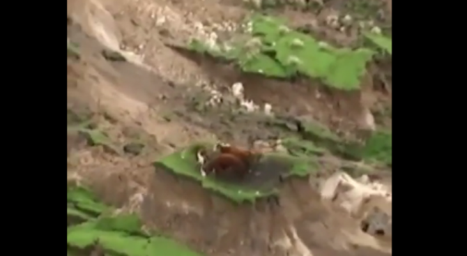 Крави закъсаха след разрушителното земетресение в Нова Зеландия (снимка+видео)