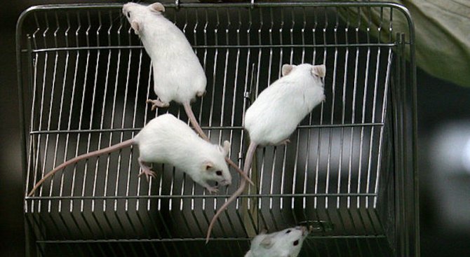 Учените подмладиха стара мишка с кръвта на тийнейджъри
