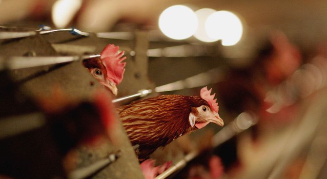 Унищожиха 1700 кокошки от птицеферма край Велинград заради салмонелоза