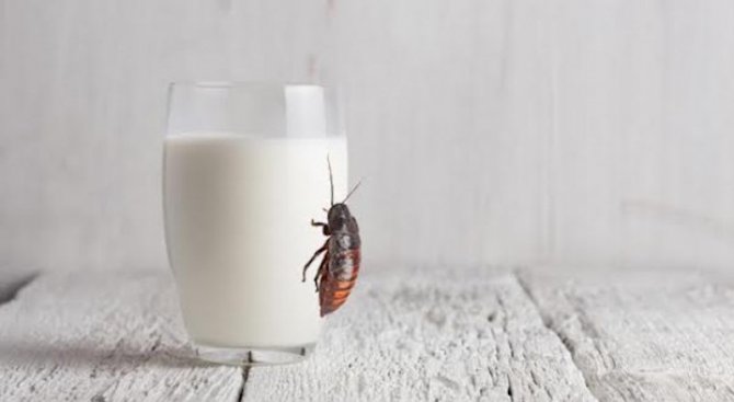 Мляко от хлебарки: новата супер-храна