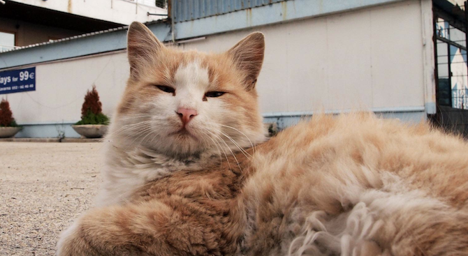 Незвестен уби домашна котка в Калдоруб