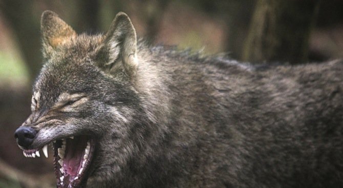 80-килограмов вълк беше отстрелян от ловна дружинка край Сатовча