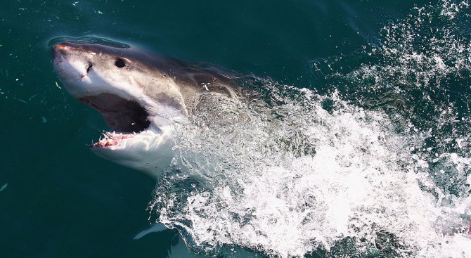 Триметрова акула нападна сърфист в Австралия