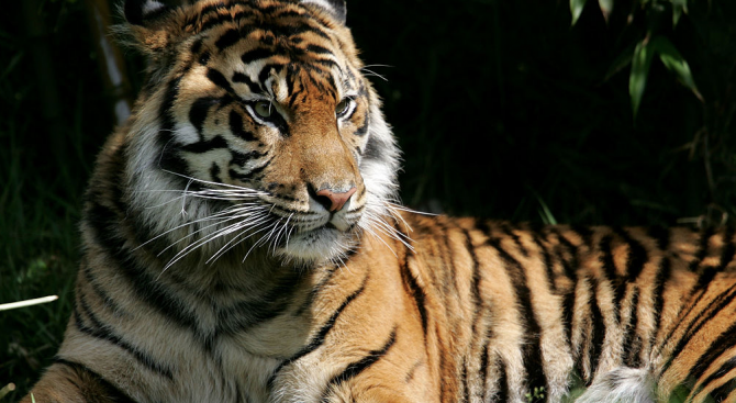 Тигрица избяга от клетката си в зоопарка в Санкт Петербург