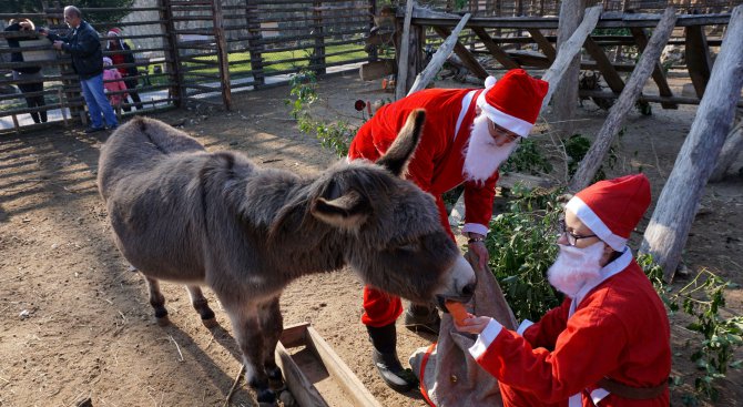Дядо Коледа с подаръци за животните във варненския зоопарк (снимки)