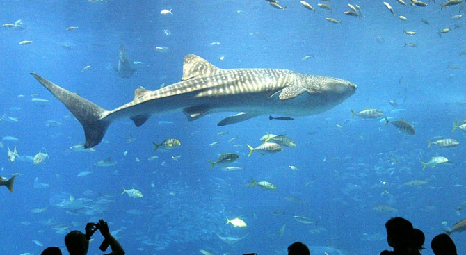 Женска акула роди без мъжки, след като е била сама от години