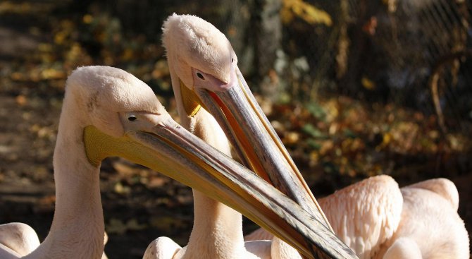 Около 30 пеликана са се появили в резервата &quot;Сребърна&quot;