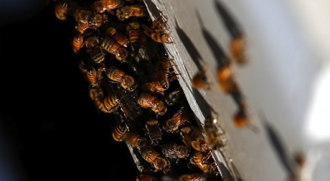 Тежката зима - пагубна за пчелите