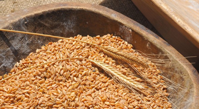 Няма опасност от удавяне на пшеничните посеви край морето