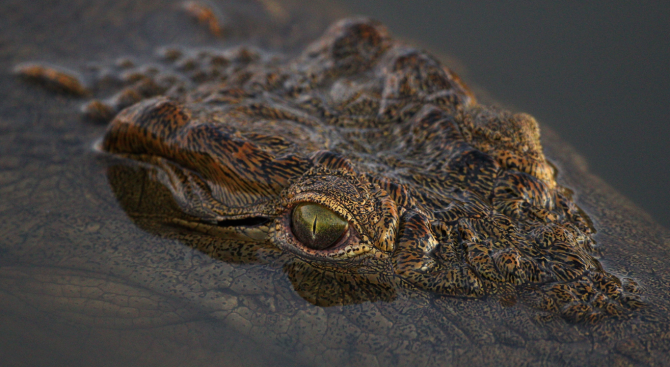Откриха кости на крокодили на 3000 години в Китай