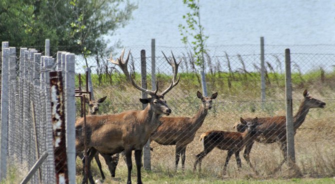 Заселват елени в Източните Родопи