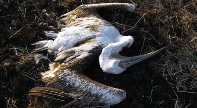 Мъртъв пеликан е открит край Русе