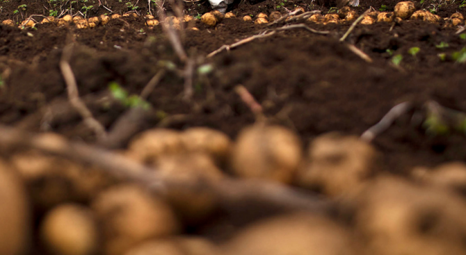 Дават на картофопроизводителите 1 млн. лв. за борба с червеи