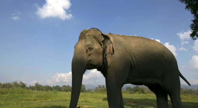 Дресьор беше убит от слон в японски зоопарк