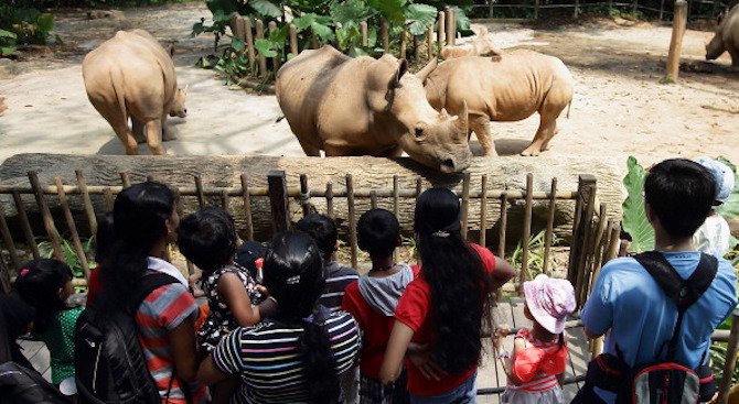 Чешки зоопарк ще премахне роговете на 18 носорога