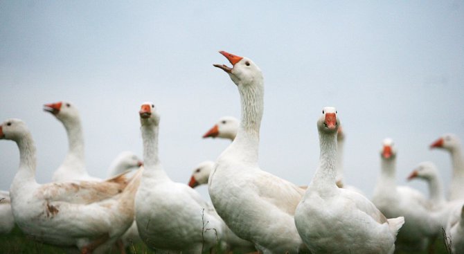 ДФ &quot;Земеделие&quot; даде милиони за хуманно отношение към гъски и пуйки