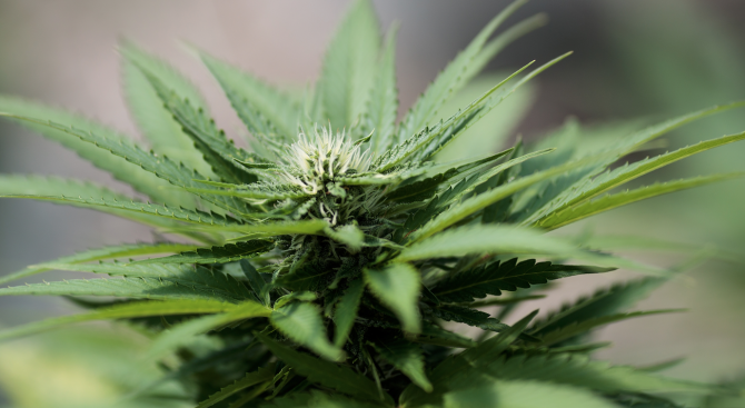 Канада ще легализира марихуаната