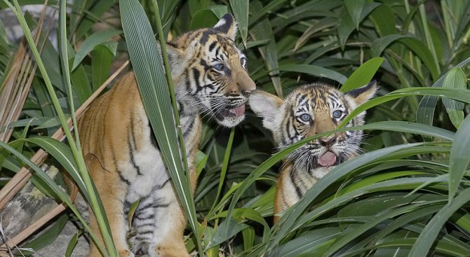 Откриха група редки индокитайски тигри в Тайланд (видео)