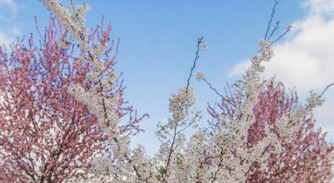 Цъфнаха японските вишни в парка на НИМ (снимки)