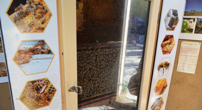 Музей на пчелата отвори врати в София (снимки)