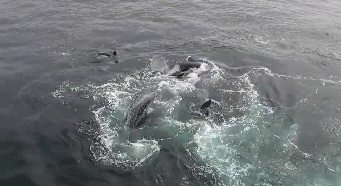 Гърбати китове защитават сиви китове от нападение на косаткa (видео)