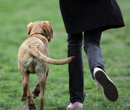 Отрова убива кучета в столичните паркове