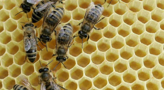 Пчелите във Видинско масово измират