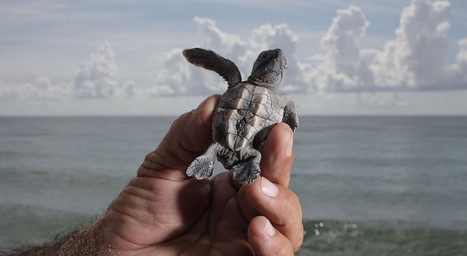 Спасиха 330 застрашени костенурки от контрабанда