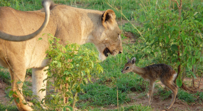 Лъвица се грижи за малка антилопа (видео)