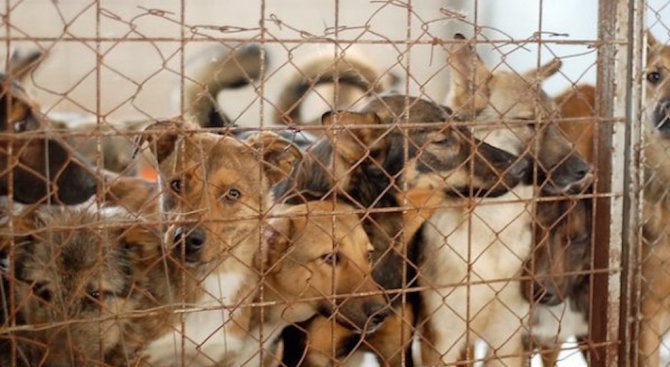 Над 480 са новорегистрираните домашни кучета в Пловдив