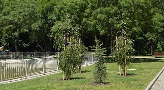 Посадиха 80 нови дървета в Северен парк