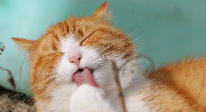 Учени разкриха как е опитомена котката