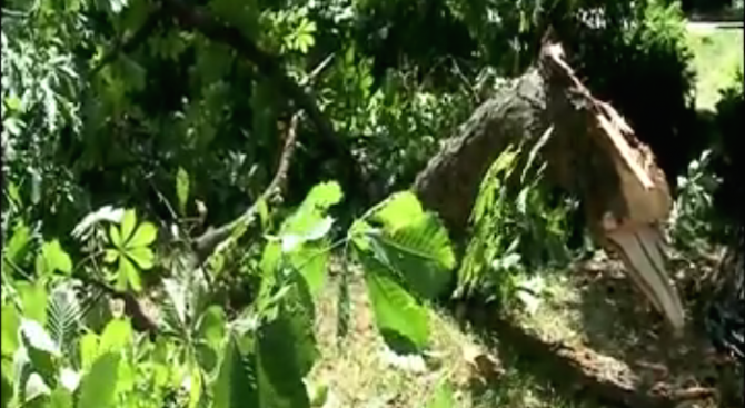 Дърво едва не уби мъж в Борисовата градина (видео)